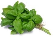 basilic1 basilic1