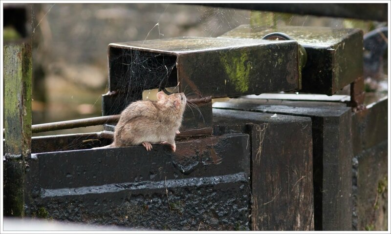ville pluie rat ecluse 6 241016