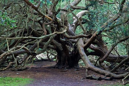IMG_19331_kingley_vale_yew_forest