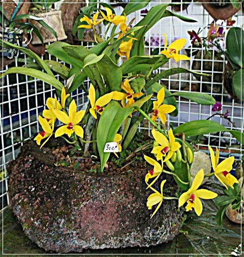 ORCHIDEE JAUNE EIUREIURIZ
