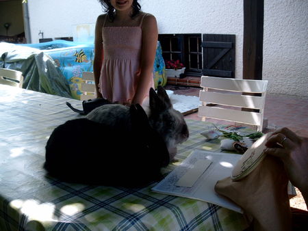 lapins_1
