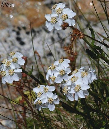 Rencontres achillea