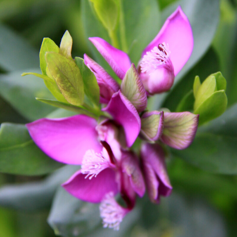 Instants fleuris du jour (23)