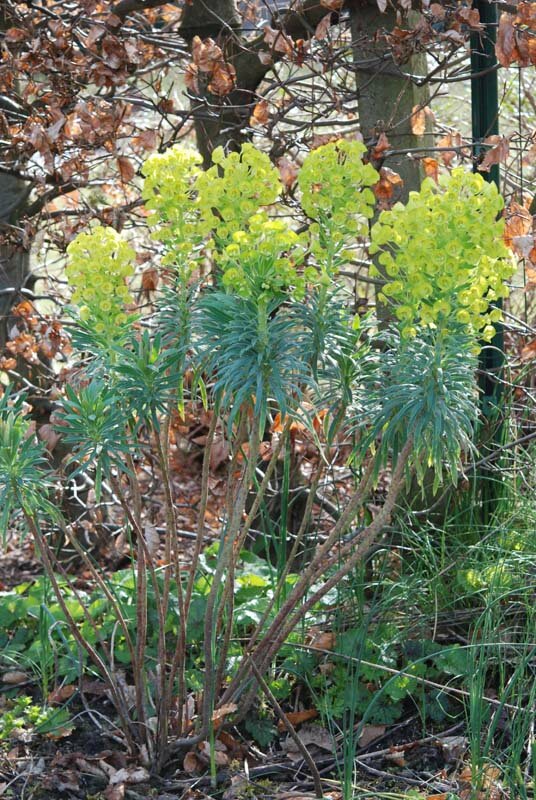 Euphorbia chariacas wulf