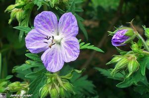 jardins_de_Roquelin_46