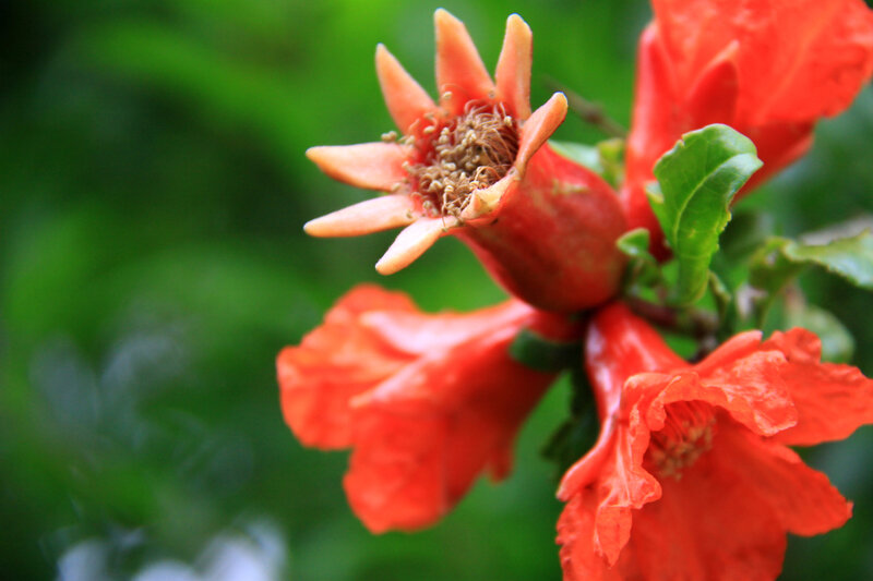 Instants fleuris du jour (4)
