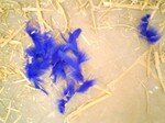 Bowerbird_Cimg3063