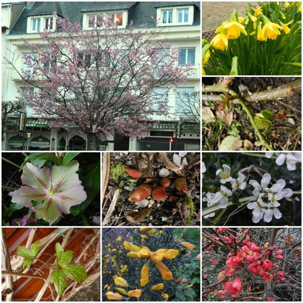 fleurs en avance