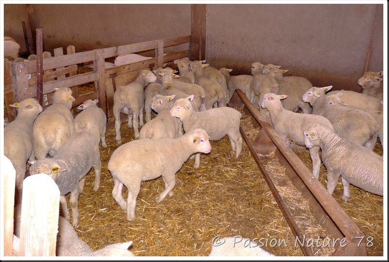 Moutons de Méinos (8)