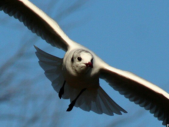 mouette2