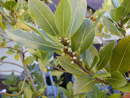 laurusnobilis3