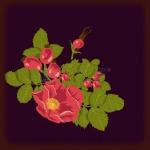 23229071-fond-floral-avec-des-roses-sauvages