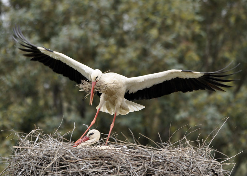 _DSC0063_Cigogne_