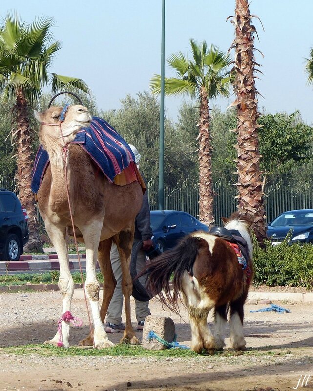 rencontre marrakech menara