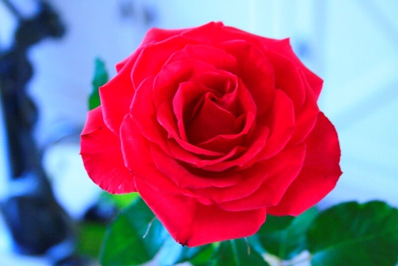 Rose 7