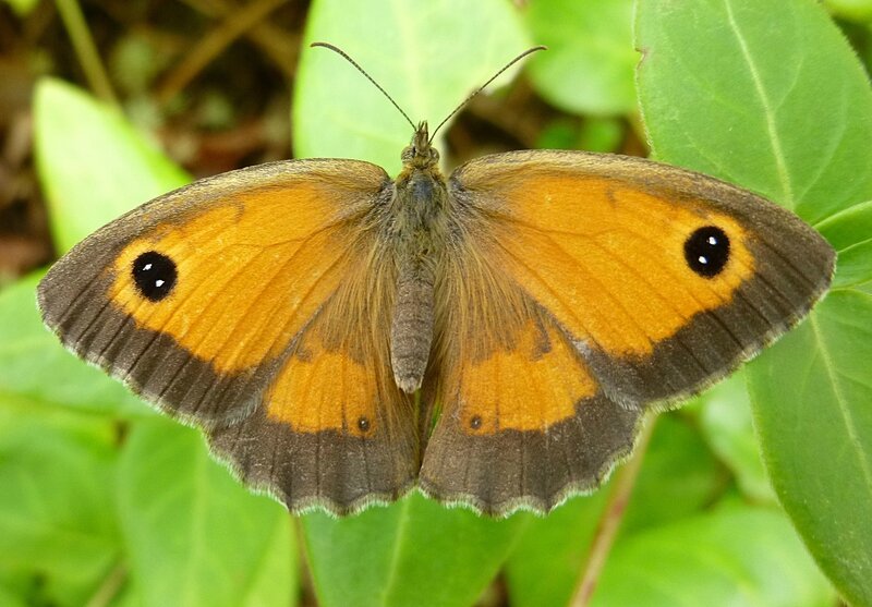 ANIMO papillon