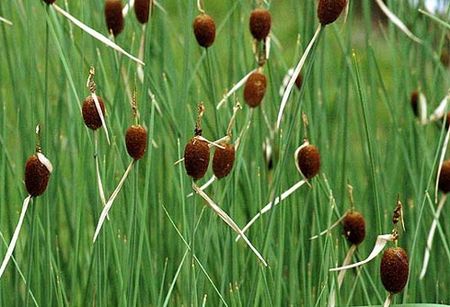 typha_minima