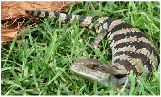 pharmaciereptile (2)