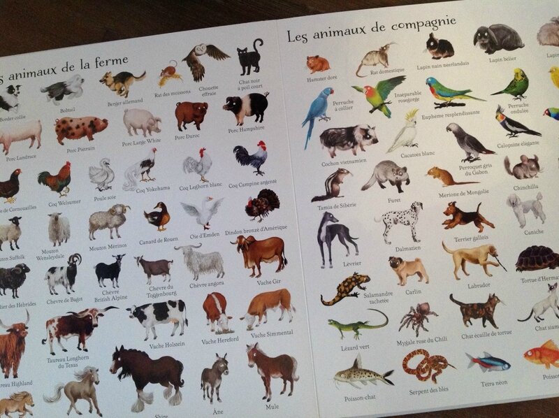 Livre 1000 Questions sur les animaux