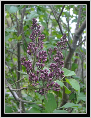 2010_05_23_Futur_fleurs_de_lila