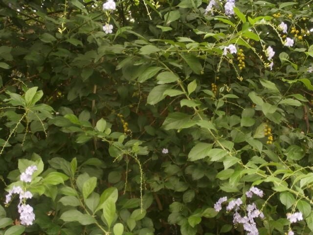 P6170035