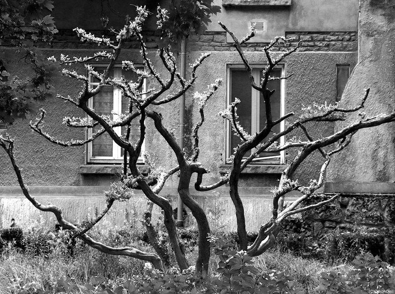 arbre70