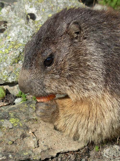 Et la marmotte, elle plie le chocolat… C