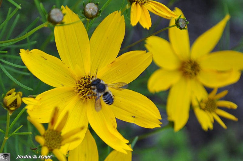 Une Petite Abeille Fouisseuse Solitaire Le Jardinoscope Toute