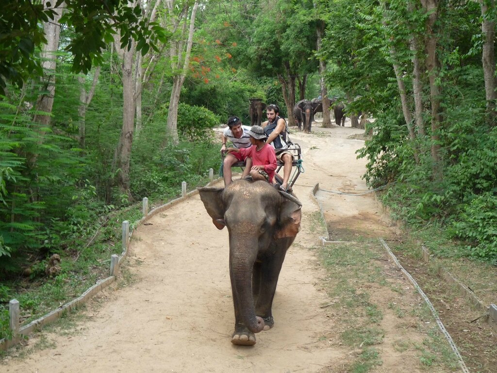 rencontre avec des elephants