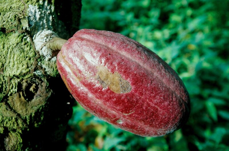 le fruit du cacaoyer