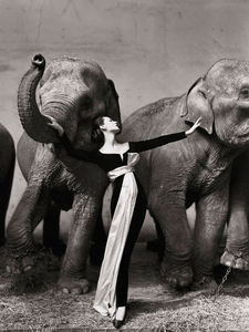 dovima_with_elephants