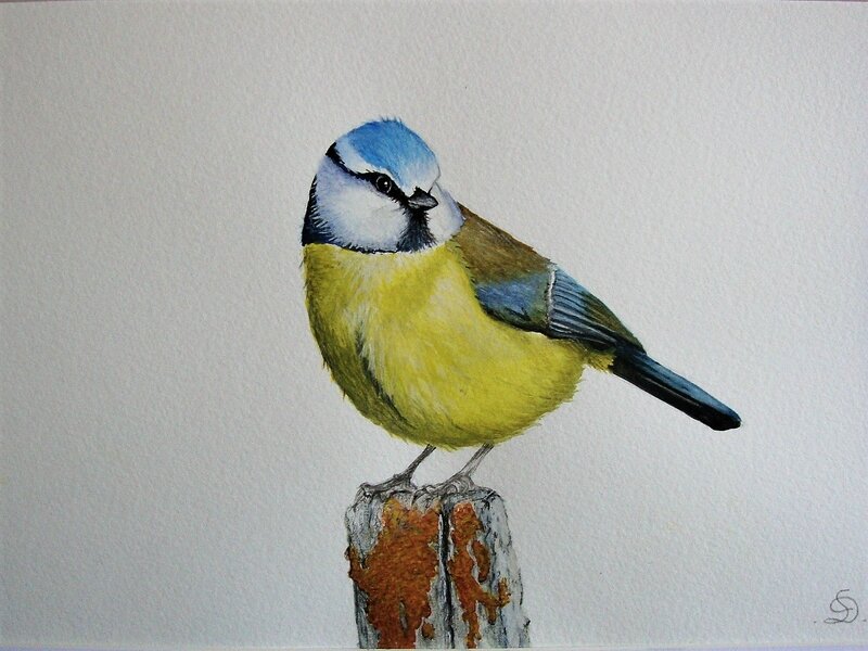 Mésange bleue