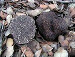 Tuber_melanosporum
