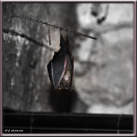 chauve-souris