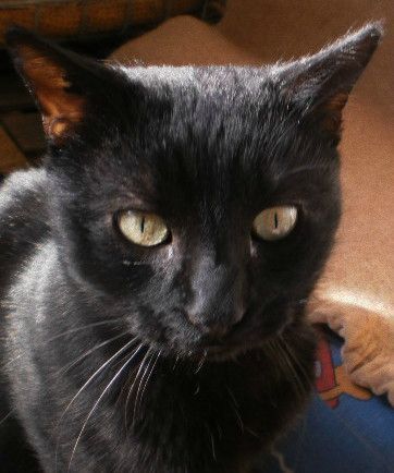 Chat lycos