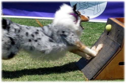 flyball (8)