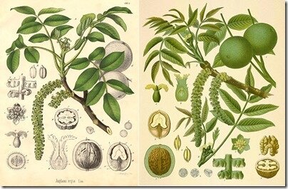 juglans-regia-botanique