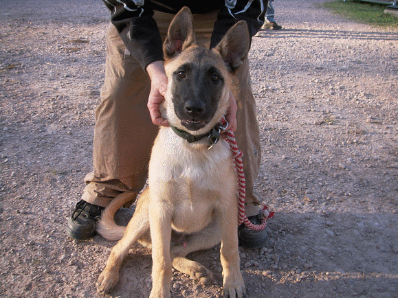 dressage chien 4 mois
