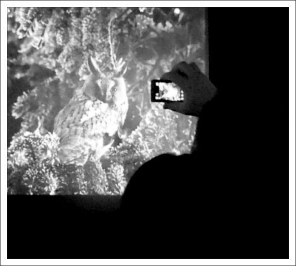 Montier photographe 3 hibou