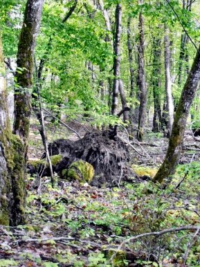 foret amboise (9)