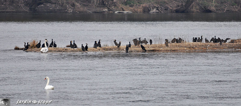 Colonie_de_cormorans