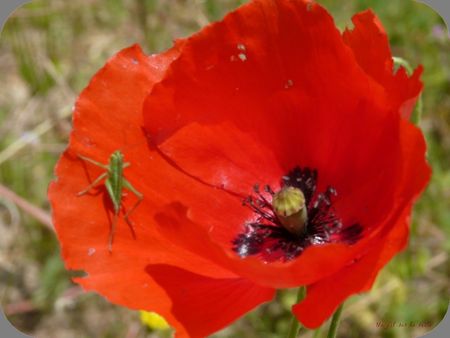 j_ai_descendu_ds_mon_jardin_2_phf