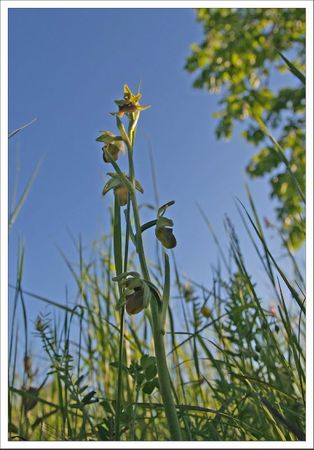 plaine ophrys petite araignee GA 2 160512
