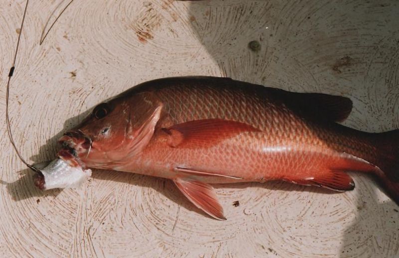 Regarder en ligne le canal russe la pêche et la chasse