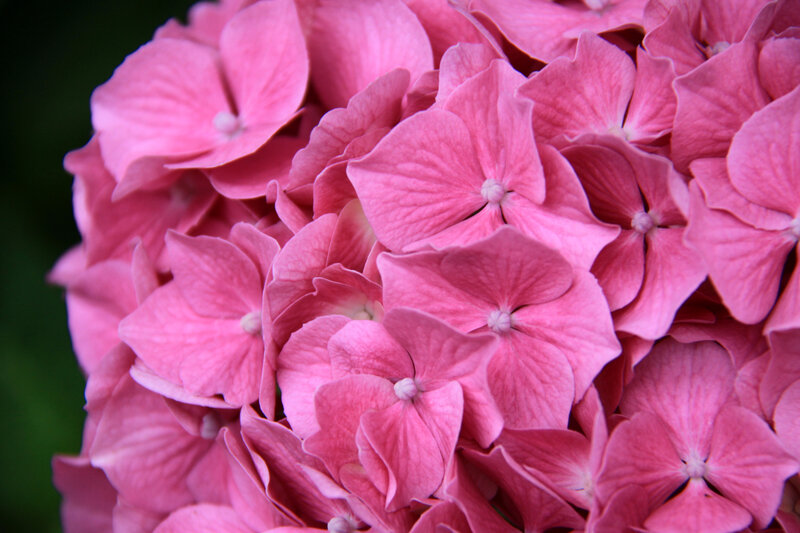 Instants fleuris du jour (35)