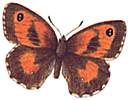 butterflies006