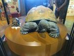 Kiki la tortue géante