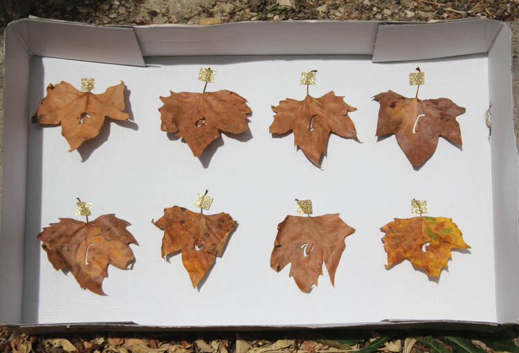 DIY_fall_in_love_leaves_garland_step_7