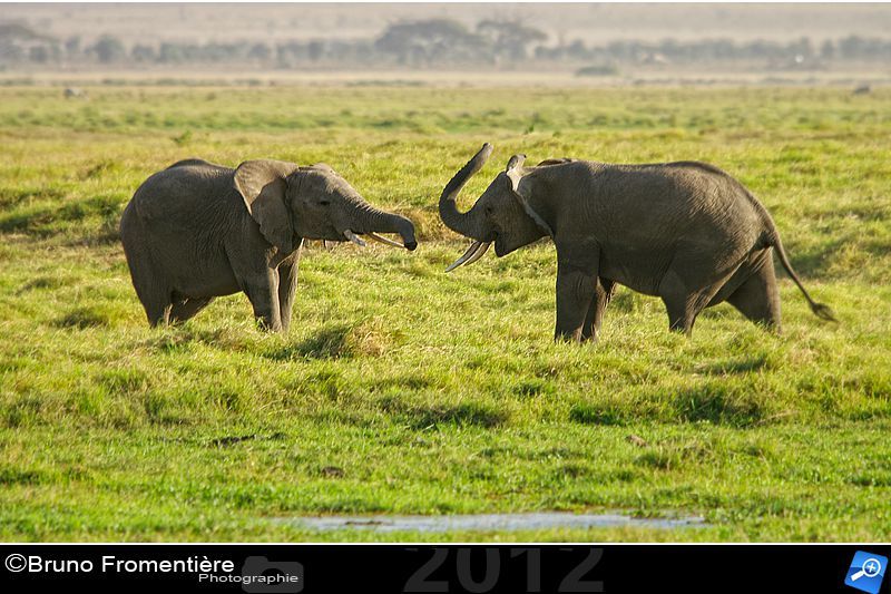 Elephants fighting 800 C