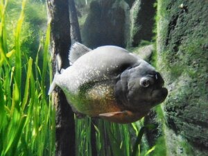 Grand Aquarium de Touraine (11)